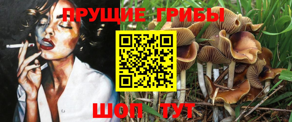 Псилоцибиновые грибы GOLDEN TEACHER  цена   Галлюциногенные грибы GOLDEN TEACHER  Реутов  Вход с VPN 